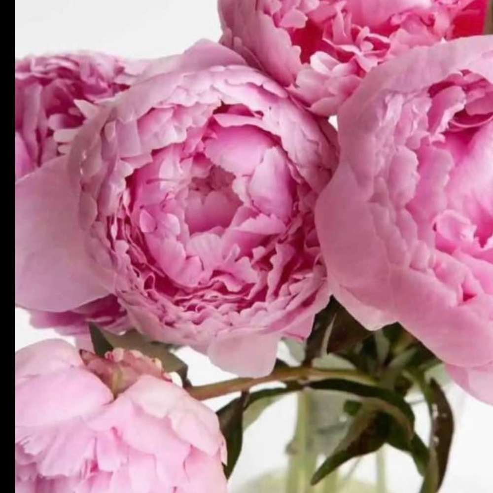 Elegant Pink Peony Real Flower Arrangement from our garden 💕💕